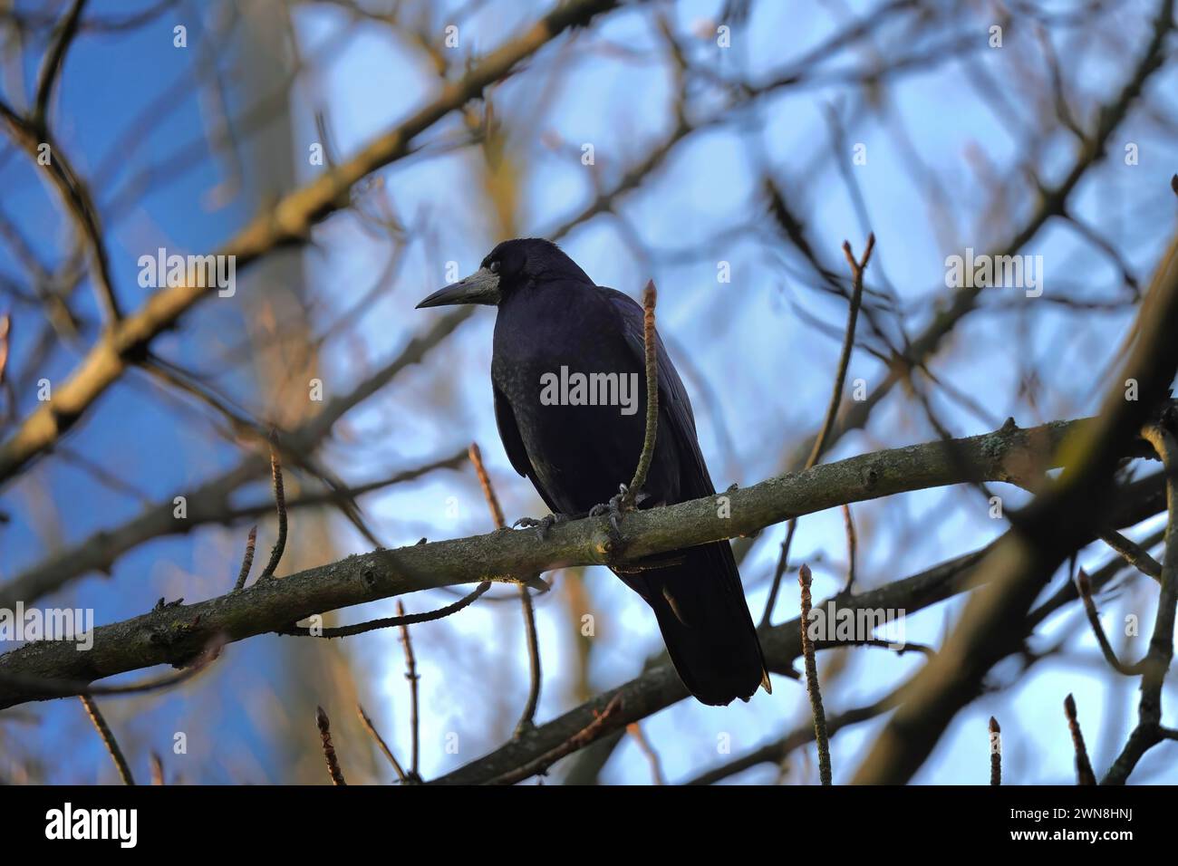 Black Raven on a tree looking for its victim Stock Photo