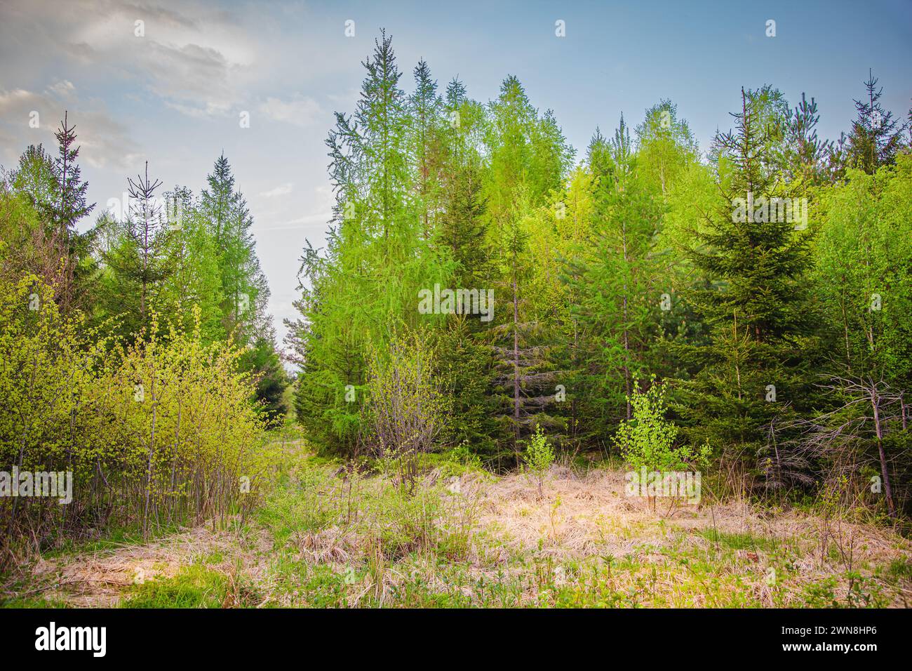Coniferous trees in the forest Stock Photo