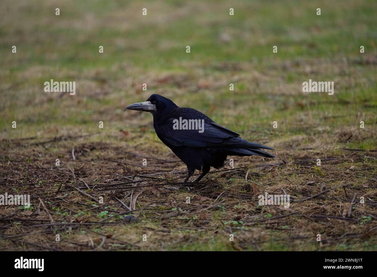 One sunny morning, a black raven was walking on the ground looking for something to catch and eat. Stock Photo