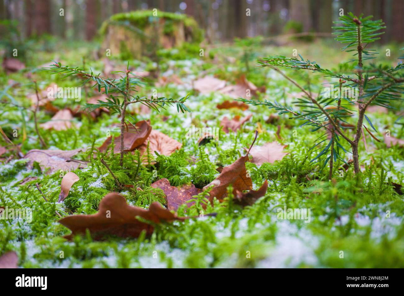 Close-up view of coniferous seedlings and brown leaves with snowflakes on mossy forest floor Stock Photo
