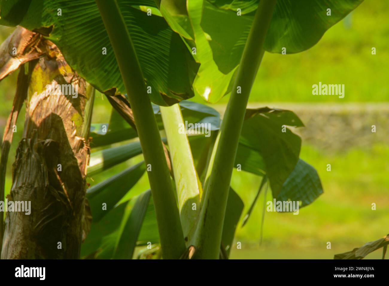 Scene of a banana tree that grows in the yard of the house. Banana