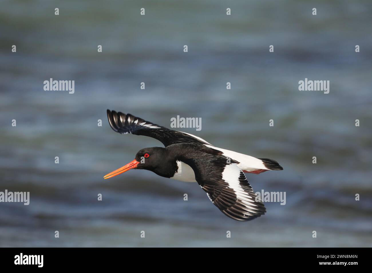 Oyster catchers can be slightly more approachable in the Summer during the breeding season, but be careful to move swiftly on ! Stock Photo