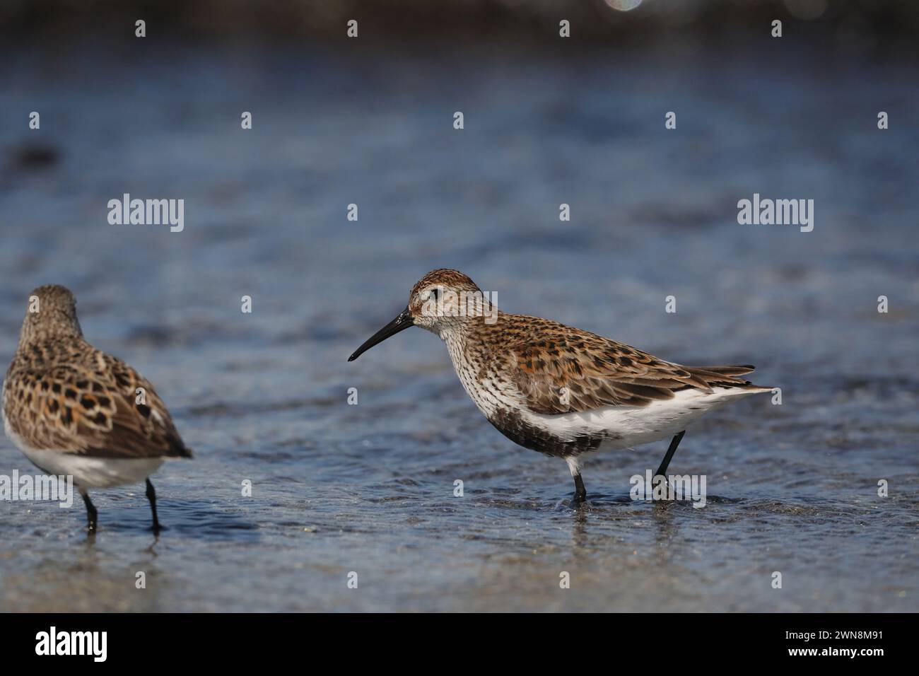 Even during breeding season birds need to feed and they fly the short distance from the machire to the tideline to feed. Stock Photo