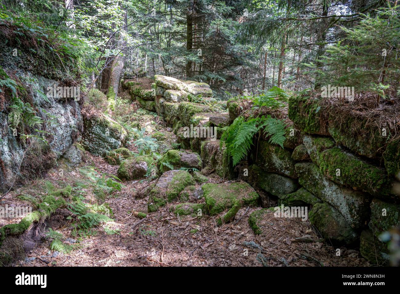 Path of the Gauls. View of the pagan stone wall , stairs and trees ...