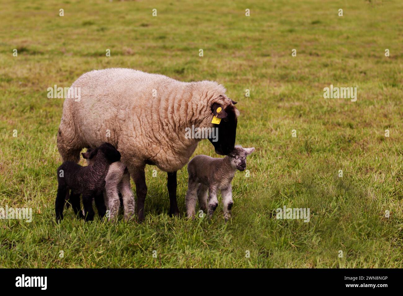 White ewe with black face with three lambs, one black and two white Stock Photo