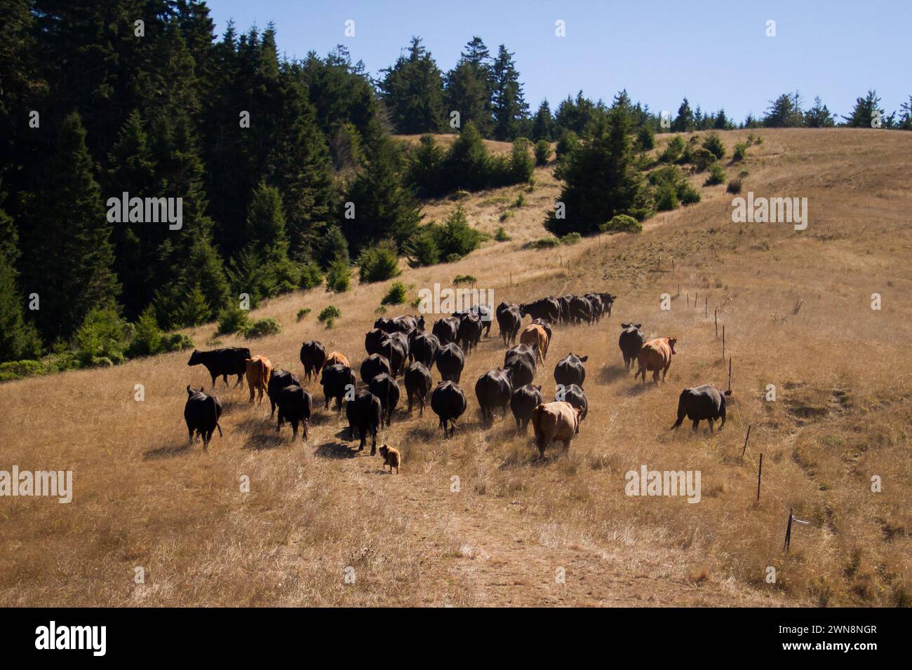 Cattle drive up the hill with cow dog following Stock Photo - Alamy
