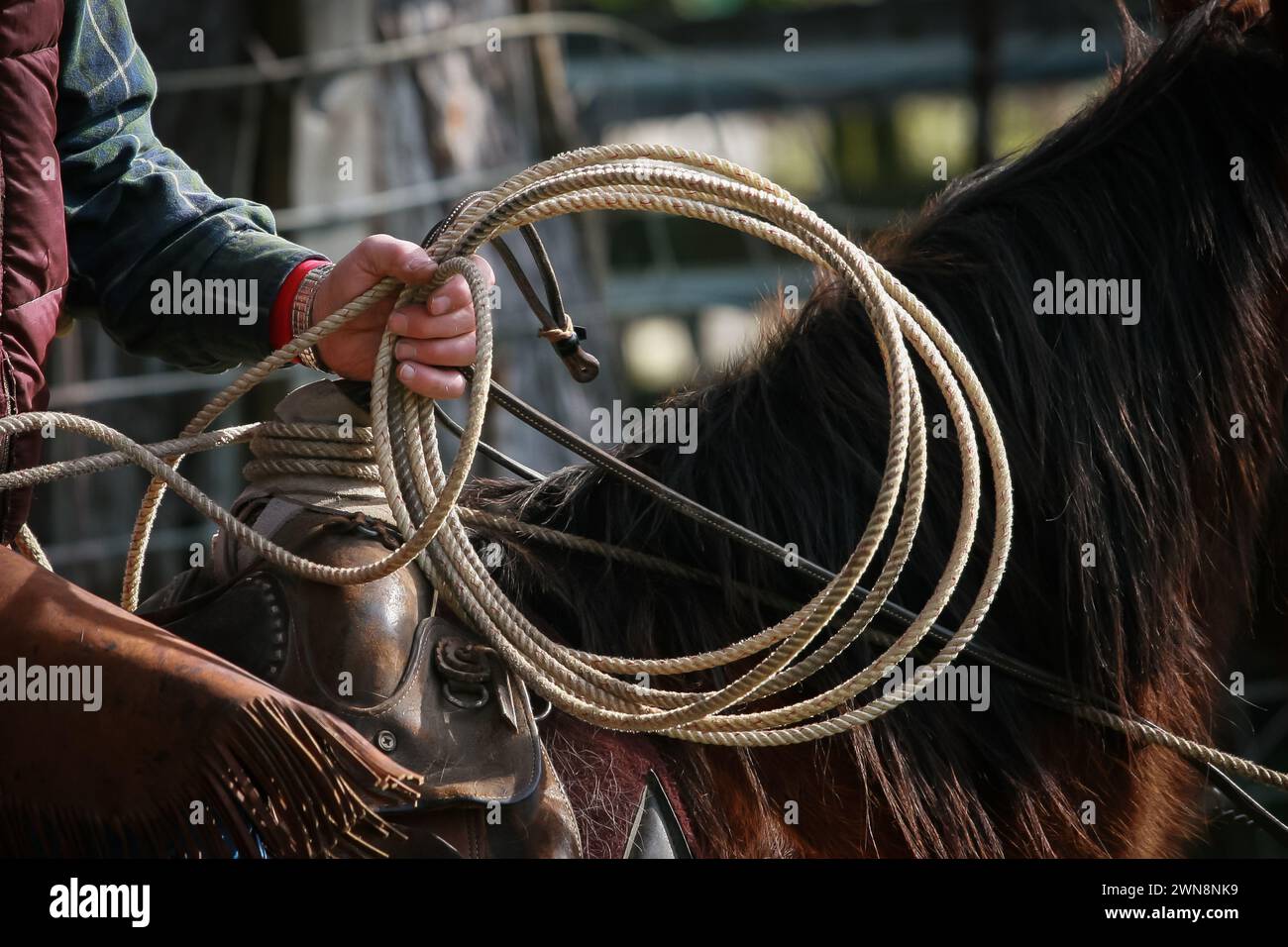 Western cowboy on a horse with a rope in hand Stock Photo