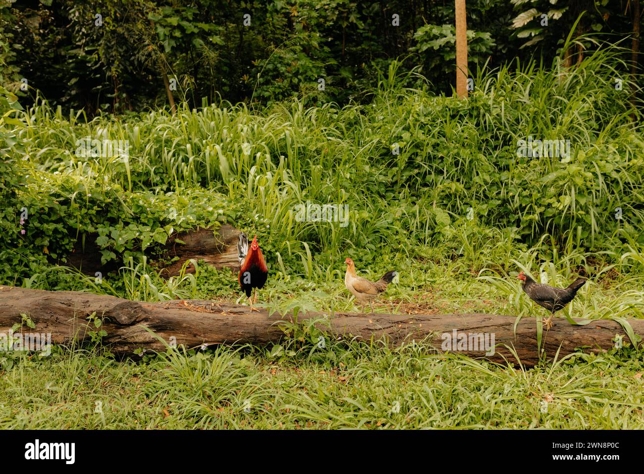 Hawaii Bay Jungle chickens on log Stock Photo