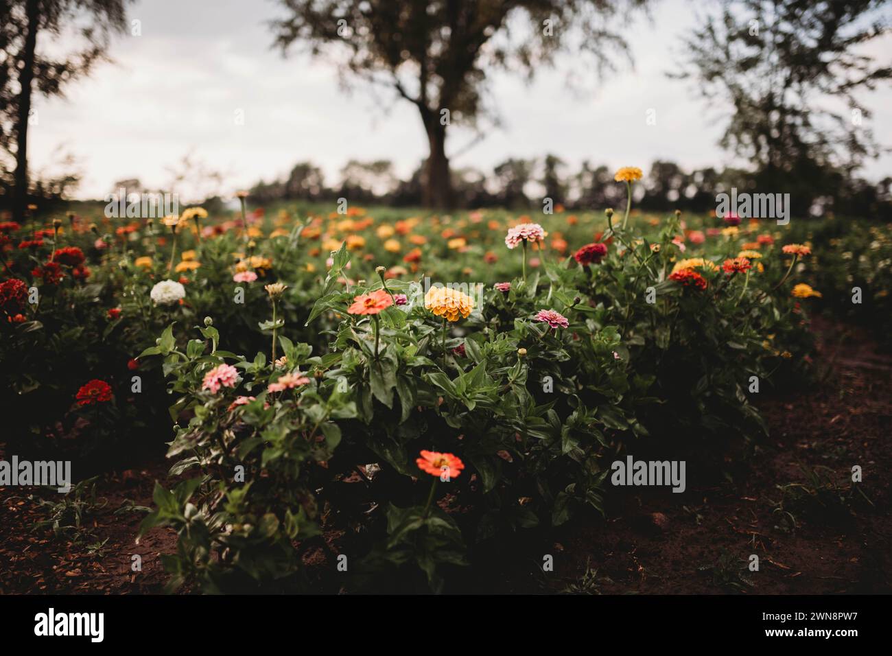 flower field on overcast day Stock Photo