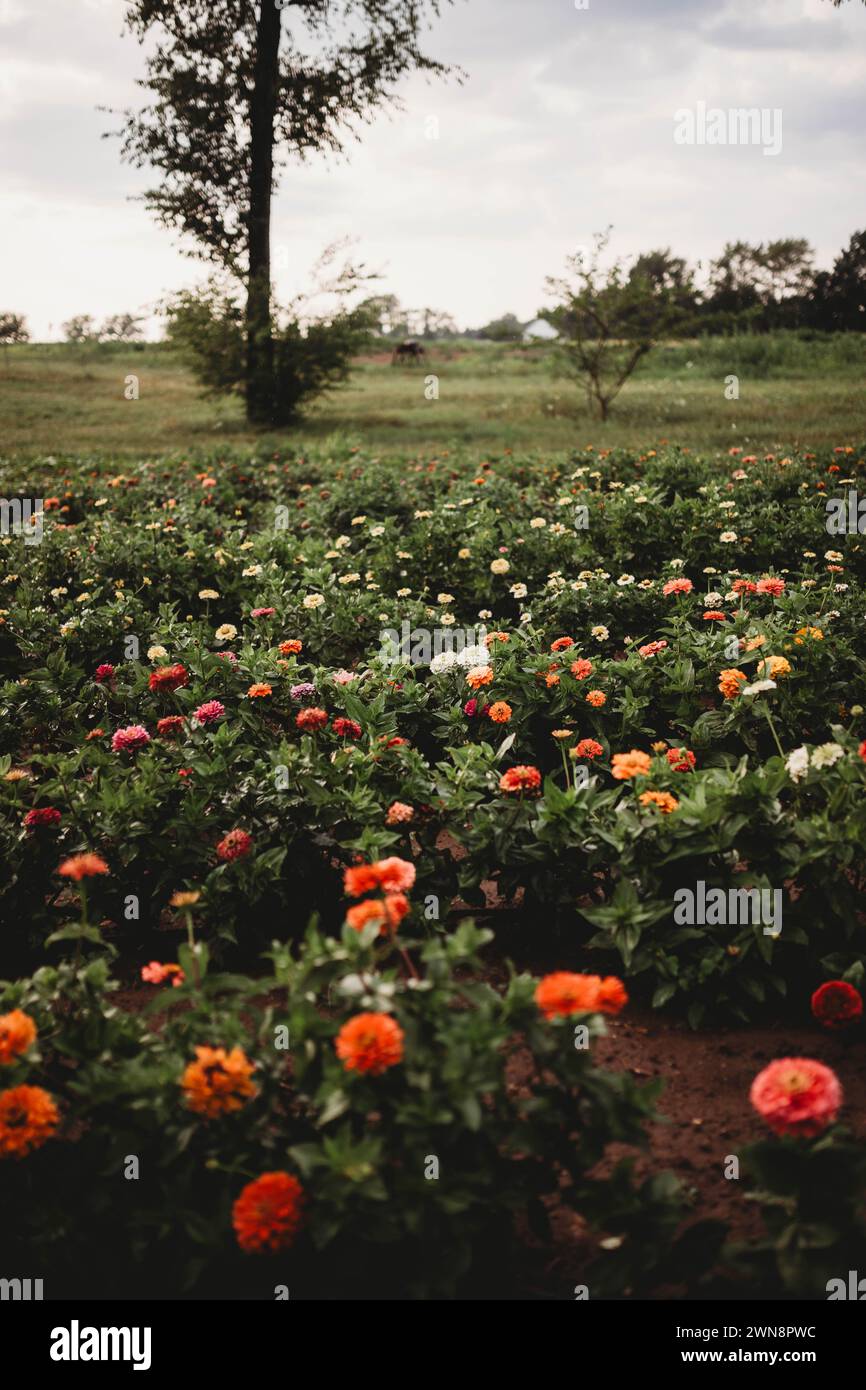 bee pollination field on overcast day Stock Photo