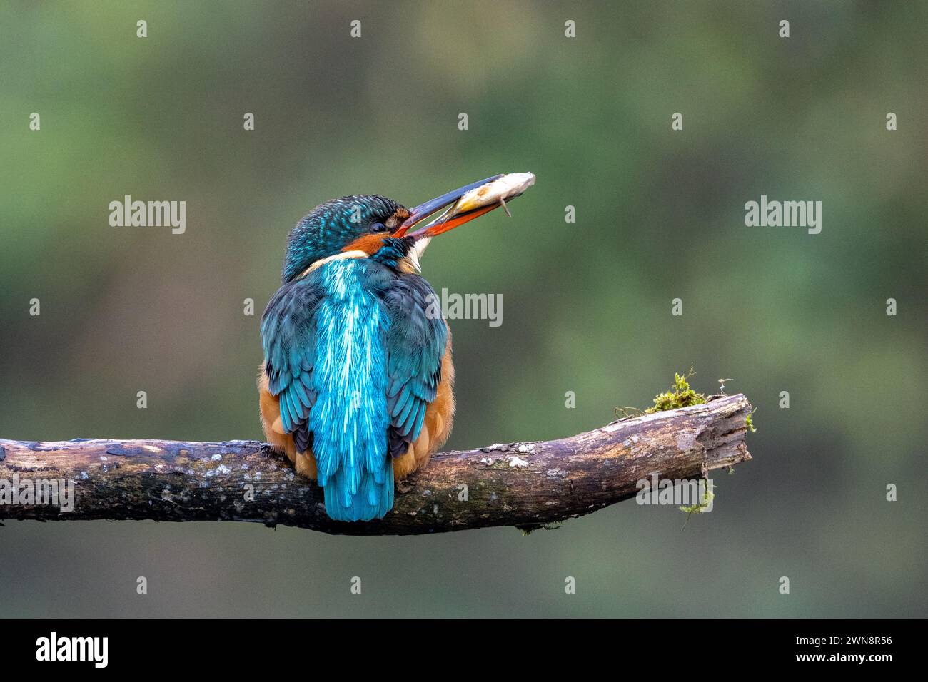 Kingfisher with catch Stock Photo