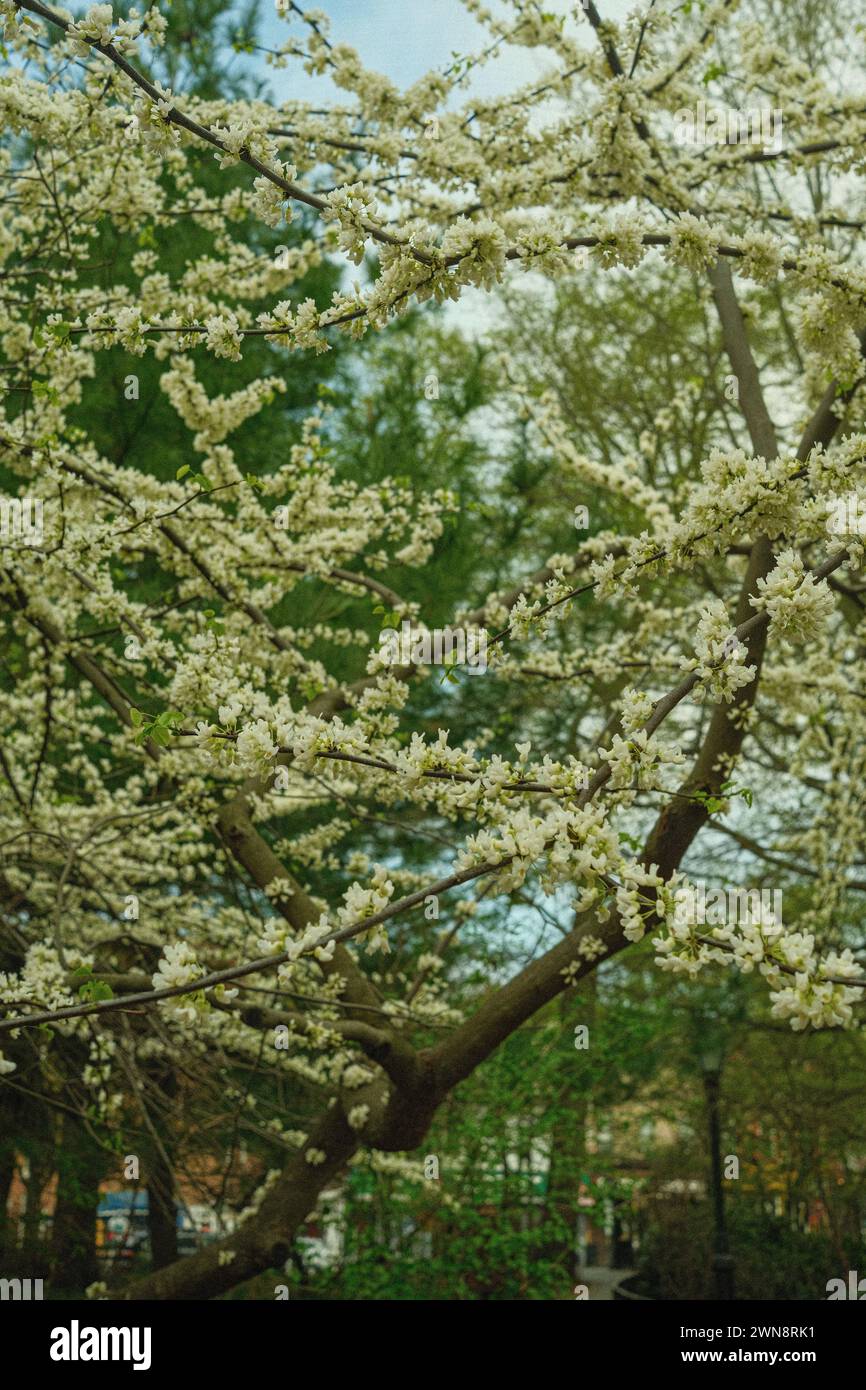 A closeup of a tree with white buds in the spring Stock Photo