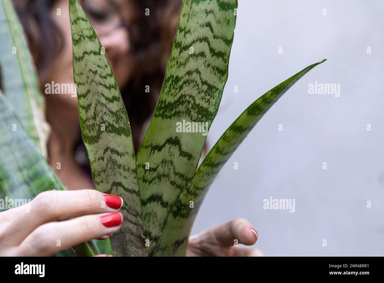 Adult female with glasses working on gardening at home. Stock Photo