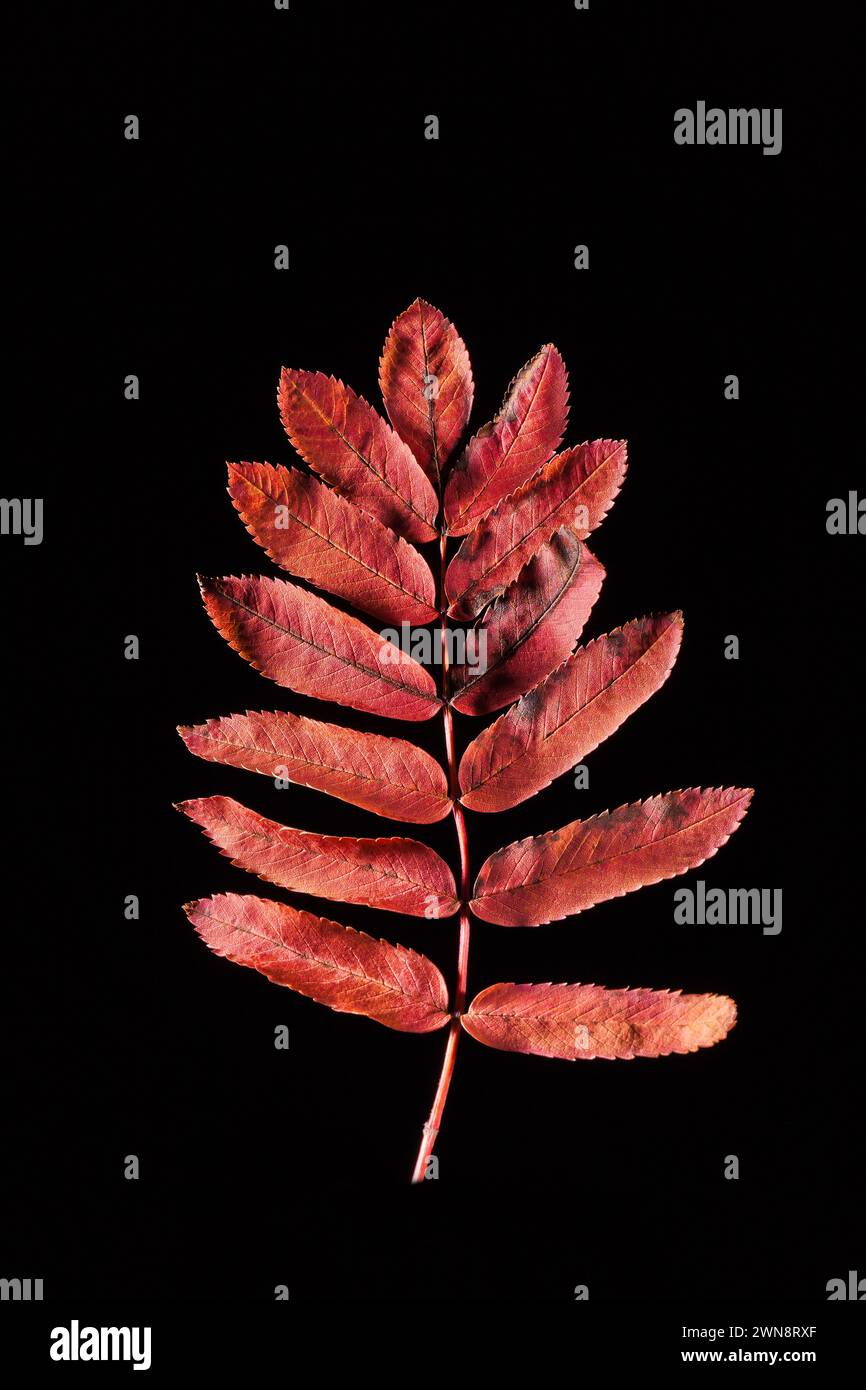 Dark red rowan leaf on black background Stock Photo