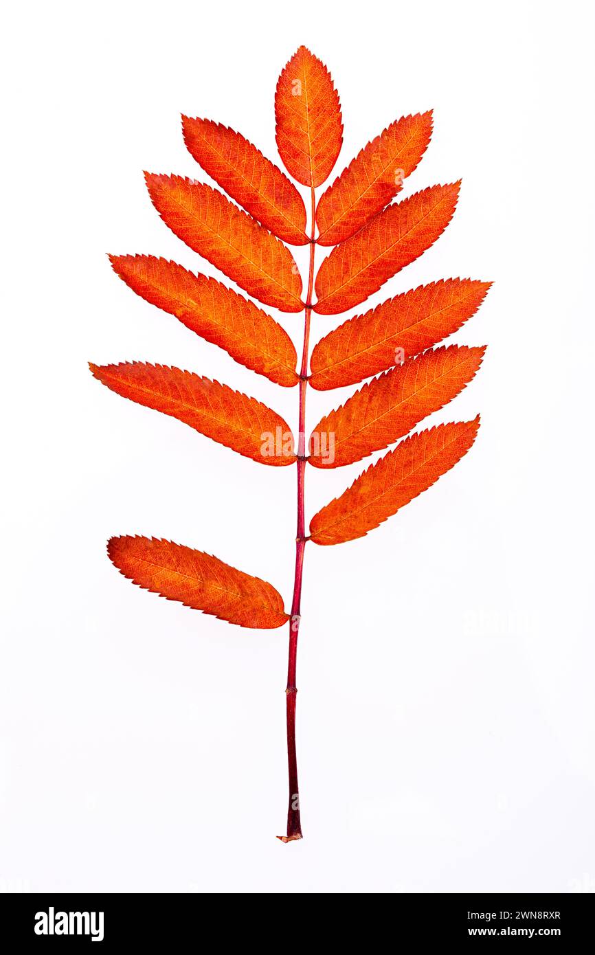 Orange rowan leaf isolated on white background Stock Photo