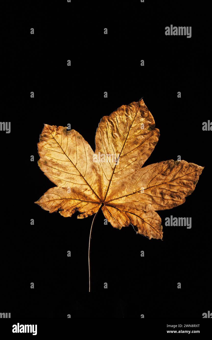 Golden maple leaf on black background Stock Photo