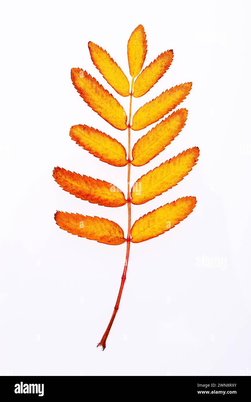 Vivid orange autumn leaf isolated on white Stock Photo