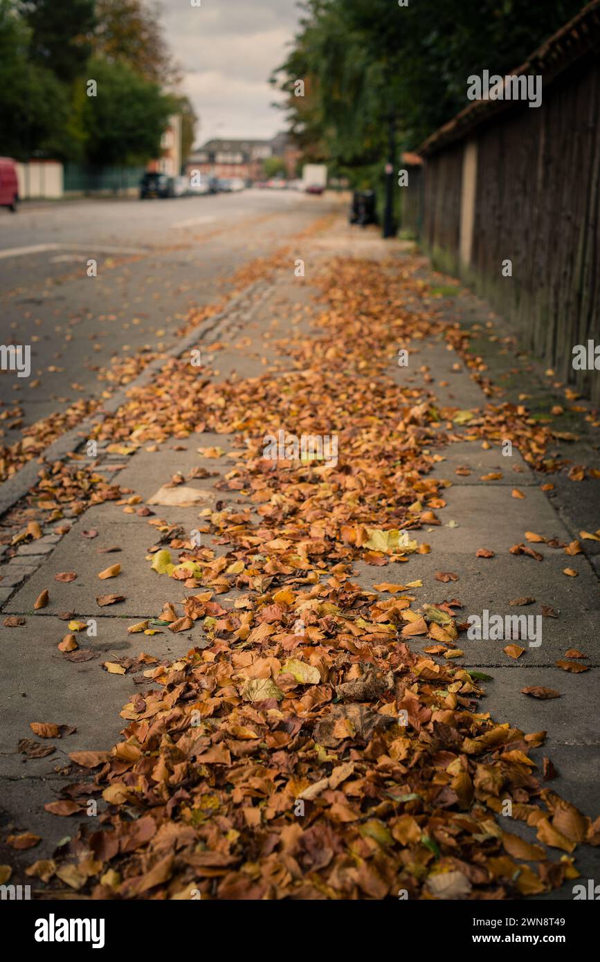 Sidewalk Covered with Autumn Leaves, Copenhagen, Denmark Stock Photo