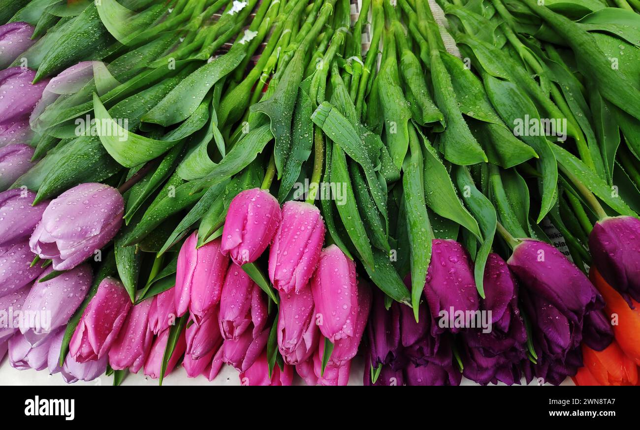 Colorful tulips with raindrops on the counter for sale Stock Photo