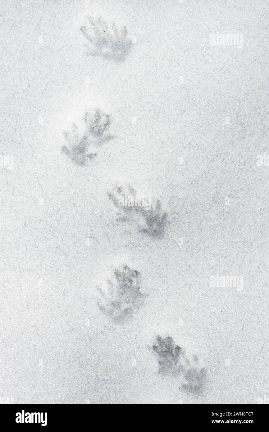 Common Hedgehog Footprints In The Snow Switzerland Stock Photo Alamy common-hedgehog-footprints-in-the-snow-switzerland-stock-photo-alamy