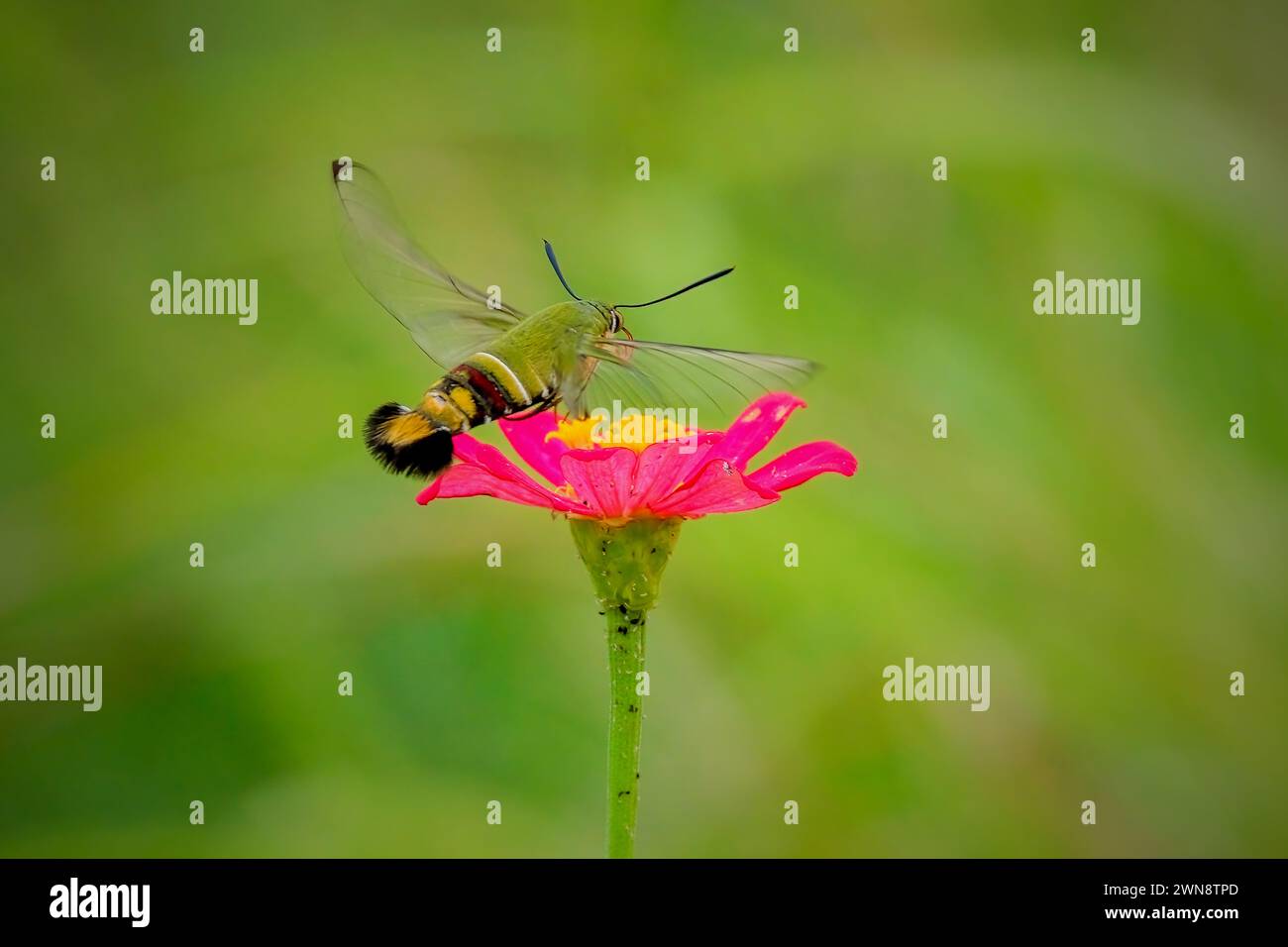 Humming bird pollination hi res stock photography and images Alamy Humming bird pollination hi res stock photography and images Alamy