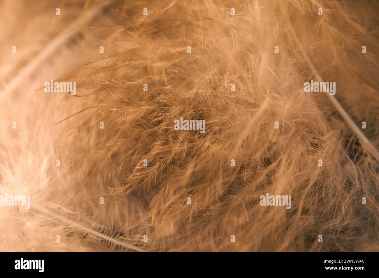 The soft, delicate feathers creating a beautiful background Stock Photo