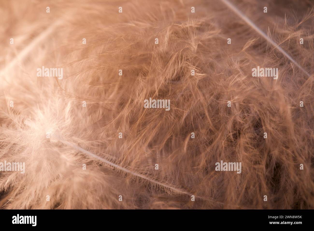 The soft, delicate feathers creating a beautiful background Stock Photo