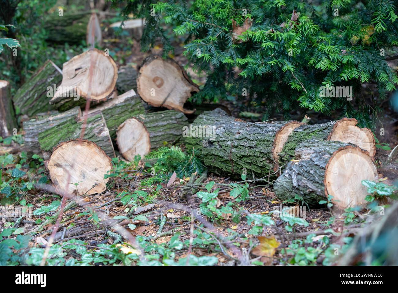 Brennholz in Stücken geschnitten und im Garten gelagert Stock Photo