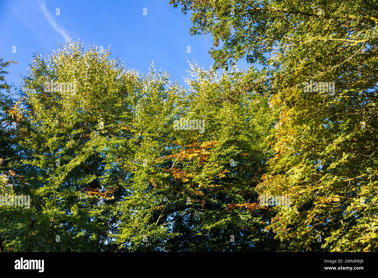 Holzbank im Herbst mit einem Blatt Stock Photo