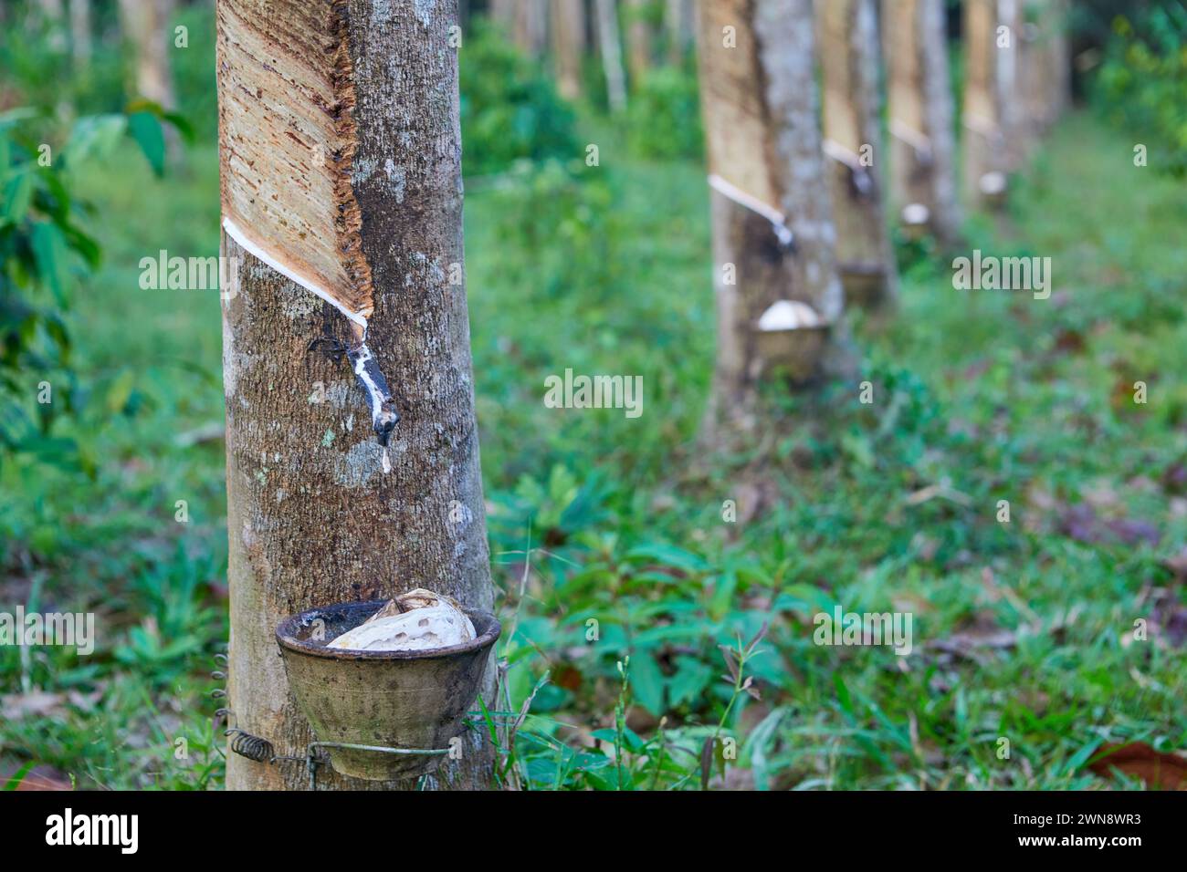 Collecting natural latex from rubber tree in plantation Stock Photo Alamy