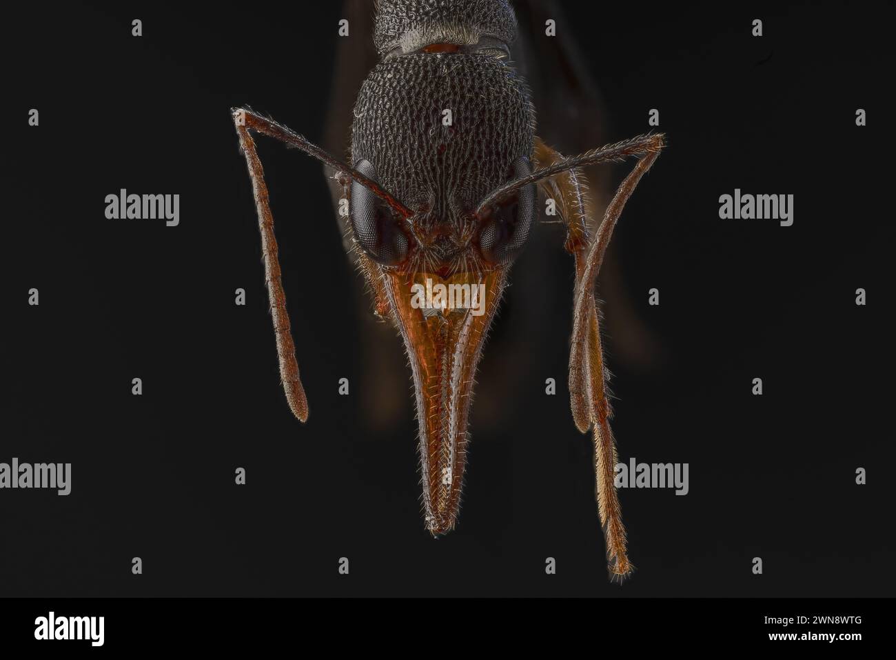The Perfect Insect The perfect insect portrait WORCESTER PARK, ENGLAND THEY look like AI ...