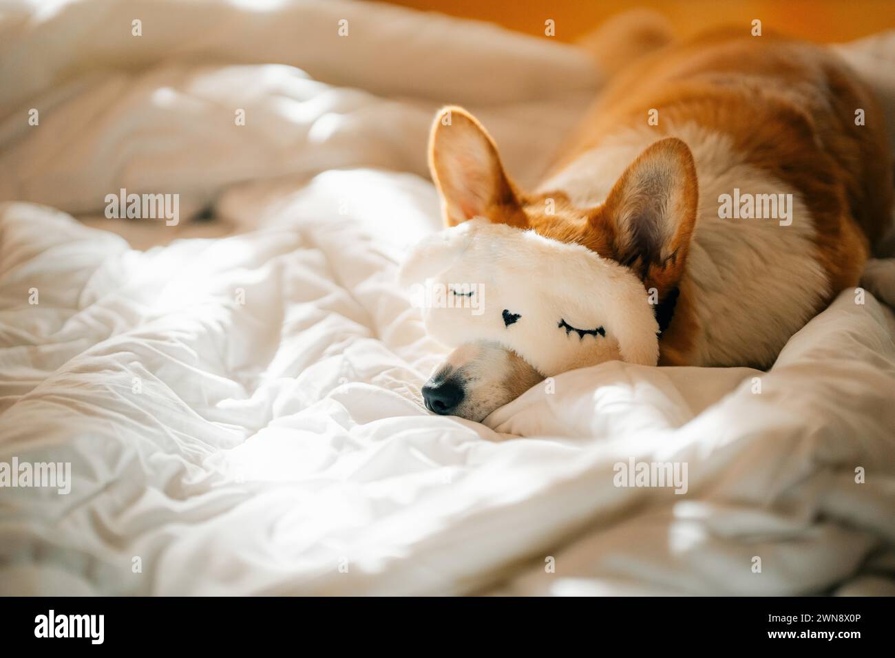 dog sleeps wearing a sleep mask on a white bed in the sun Stock