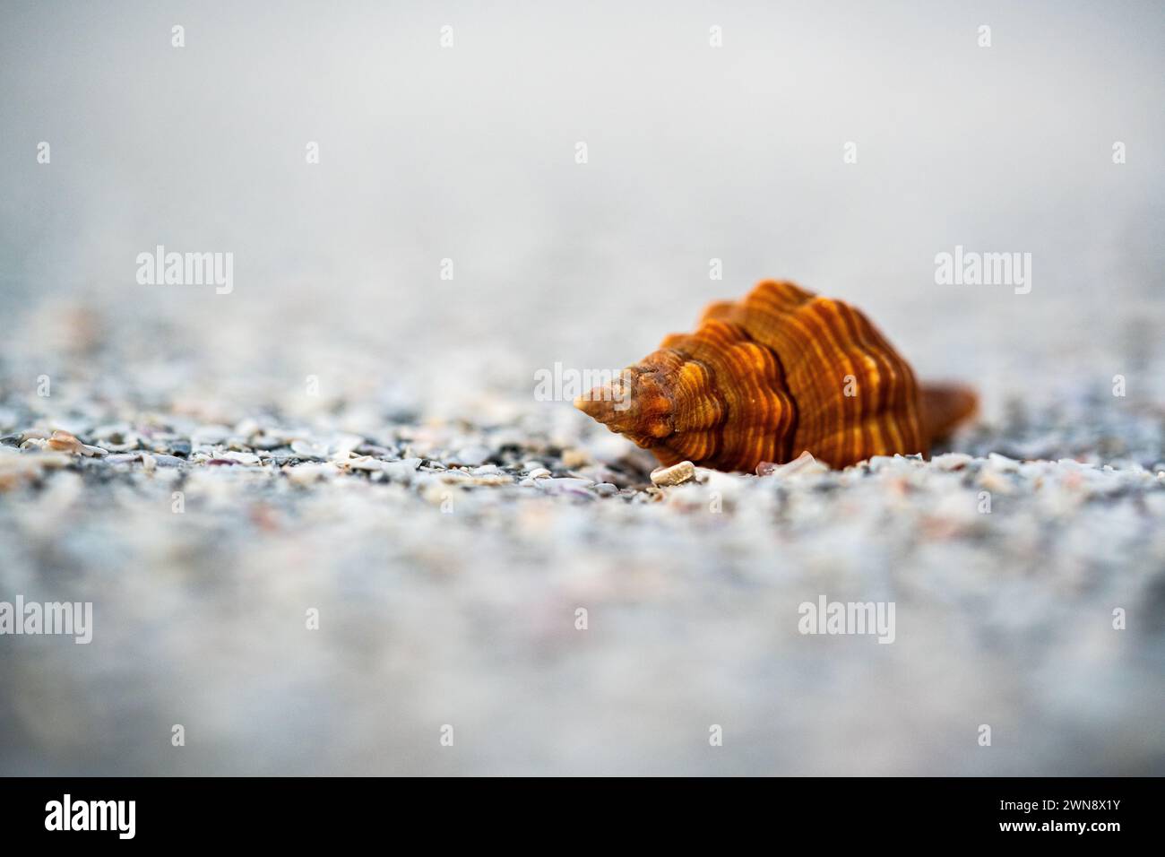 Orange seashell on beach with shallow depth of field Stock Photo