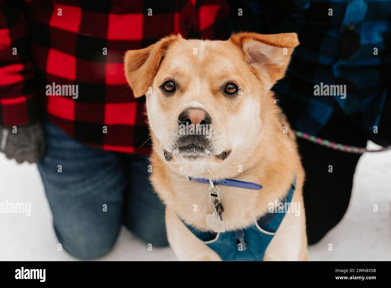 Dog about to go for a wintertime walk with his family in the snow Stock Photo