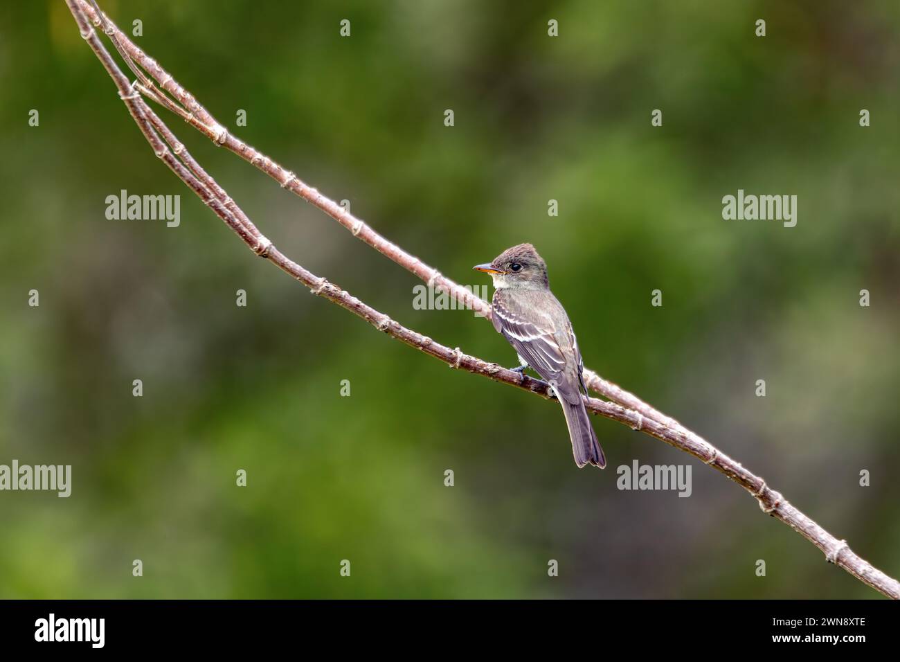 Eastern wood pewee (Contopus virens) is a small bird tyrant flycatcher from North America, Ecoparque Sabana, Cundinamarca department. Wildlife and bir Stock Photo