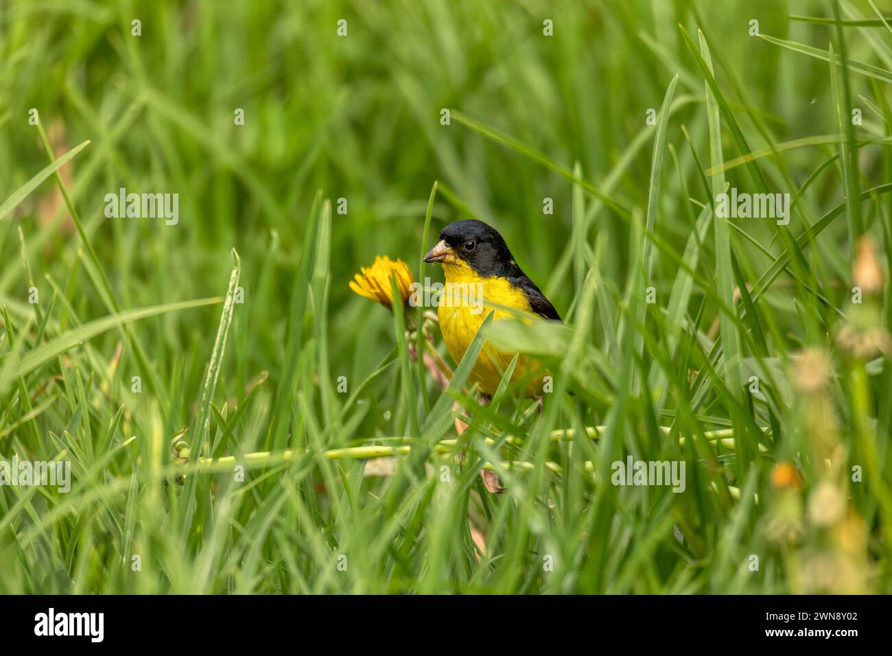 Lesser goldfinch (Spinus psaltria), male of very small songbird of the