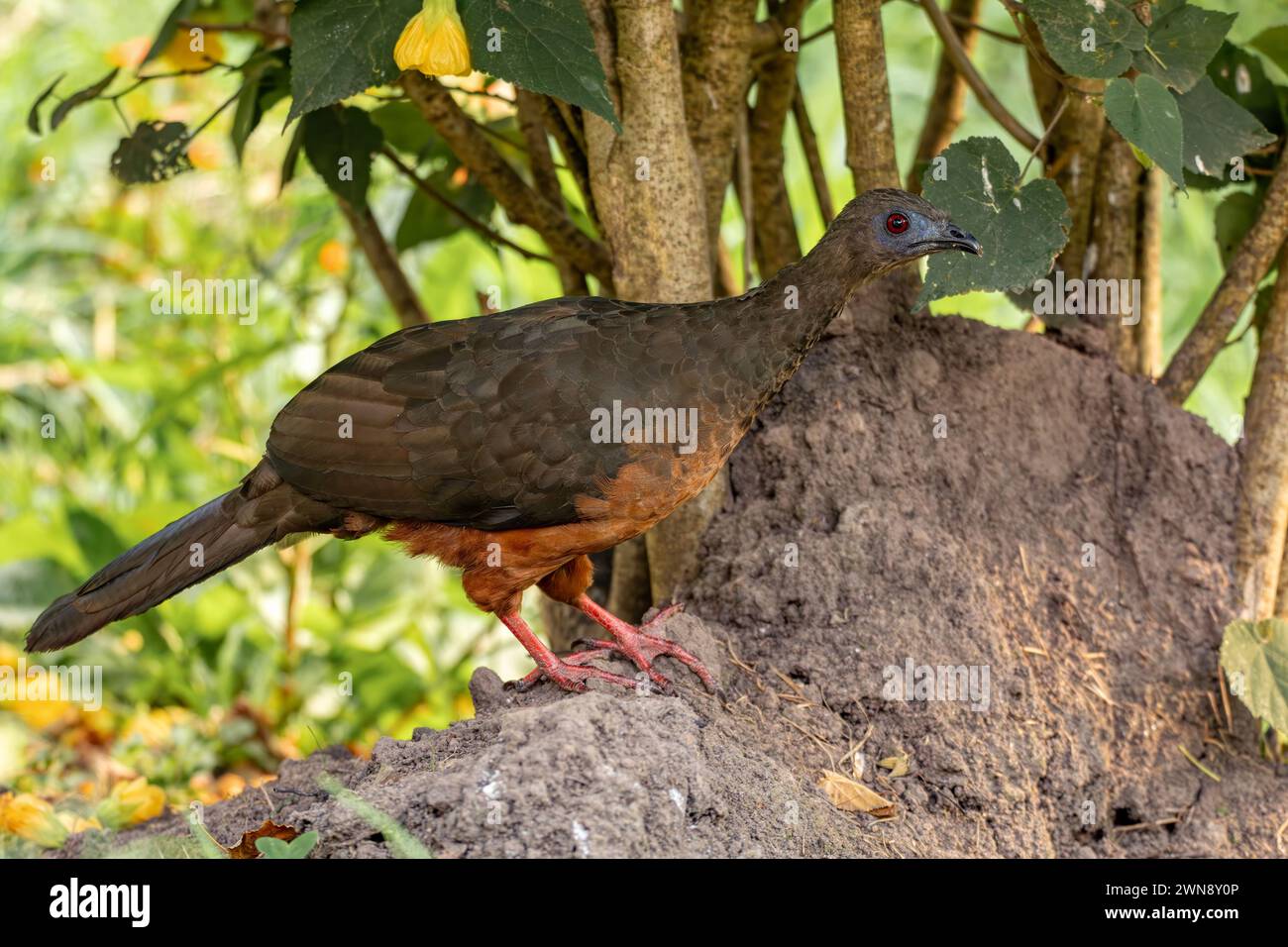 Sickle-winged guan (Chamaepetes goudotii), species of bird in the chachalaca, guan, and curassow family Cracidae. Valle Del Cocora, Quindio Department Stock Photo