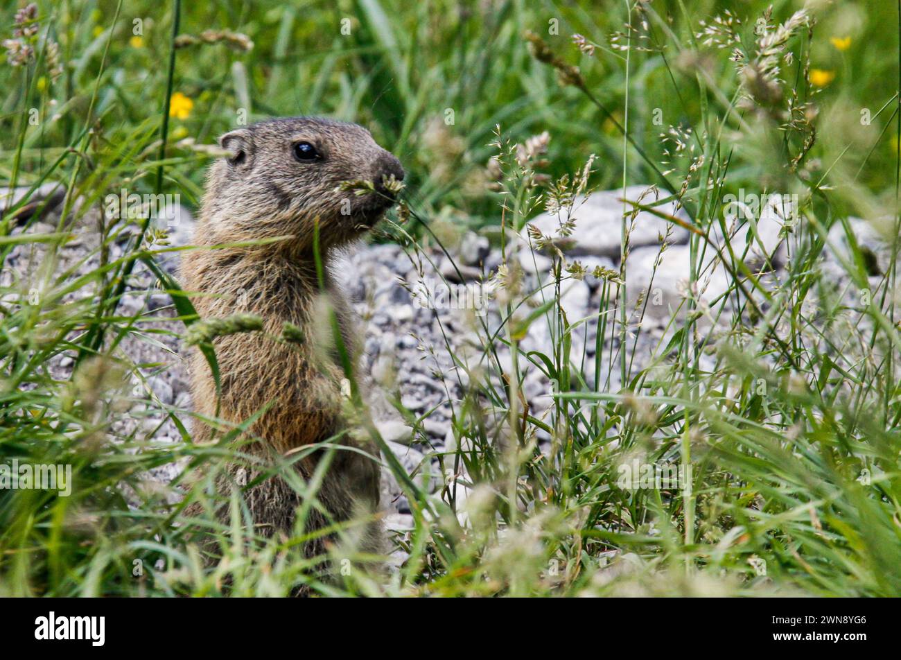 Alpine marmot, Val trupchun, Swiss National Park Stock Photo