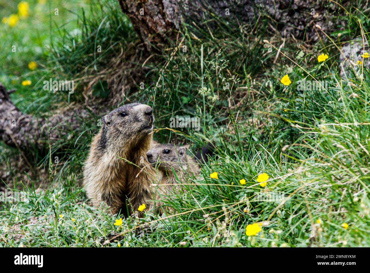 Alpine marrmot with his young in the Val Trupchun, Swiss National Park Stock Photo
