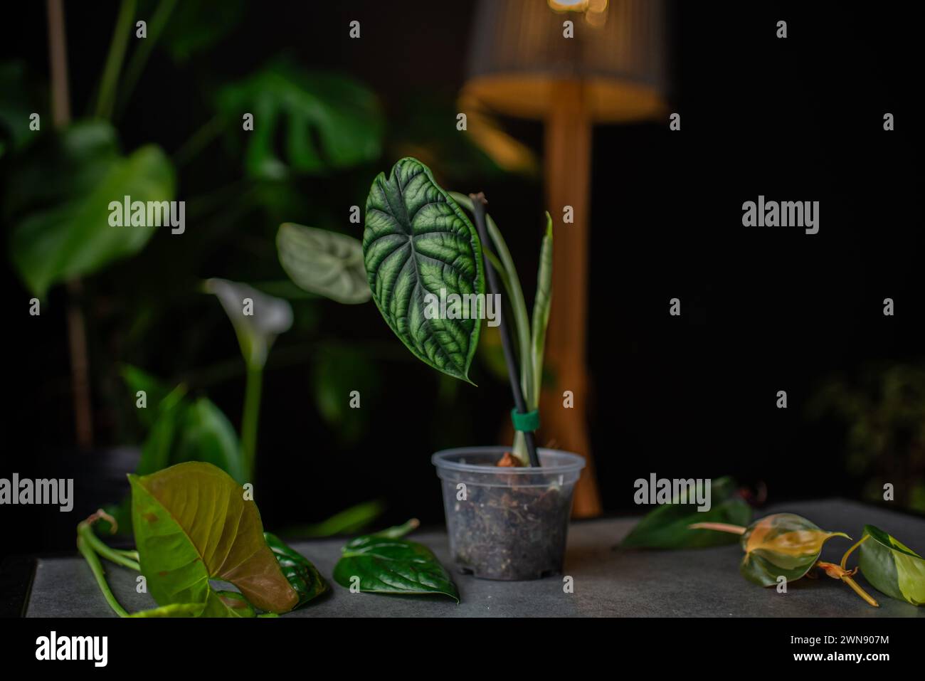 beautiful alocasia dragon silver flower on the table. Stock Photo