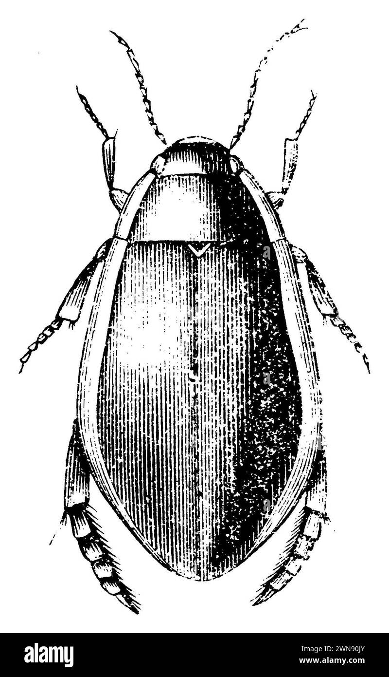 Great diving beetle, Dytiscus marginalis,  (zoology book, 1876), Gelbrandkäfer, Dytique bordé Stock Photo