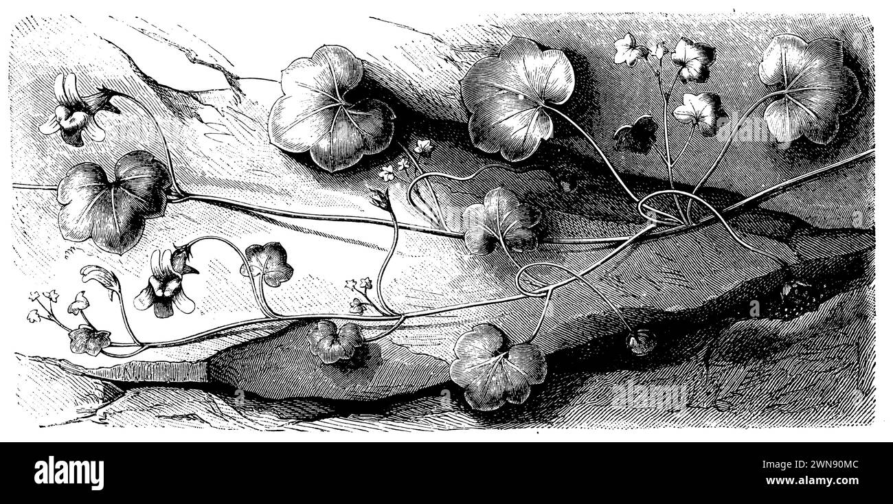 ivy-leaved toadflax , placing the seed in rock cracks, Cymbalaria muralis Syn. Linaria cymbalaria,  (botany book, 1888), Zimbelkraut , den Samen in Felsenritzen legend, Cymbalaire des mursLes semences sont placées dans les fissures des rochers. Stock Photo