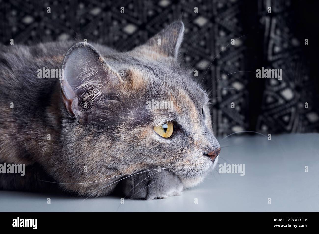 Portrait of a cat with yellow eyes on a black background. Stock Photo