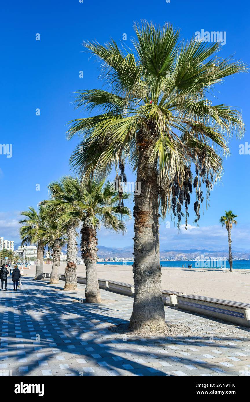 Promenade with palm trees in Playa San Juan, Alicante, Spain Stock Photo
