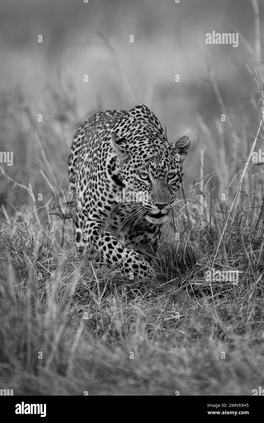 Mono leopard stalks through grass lifting paw Stock Photo - Alamy