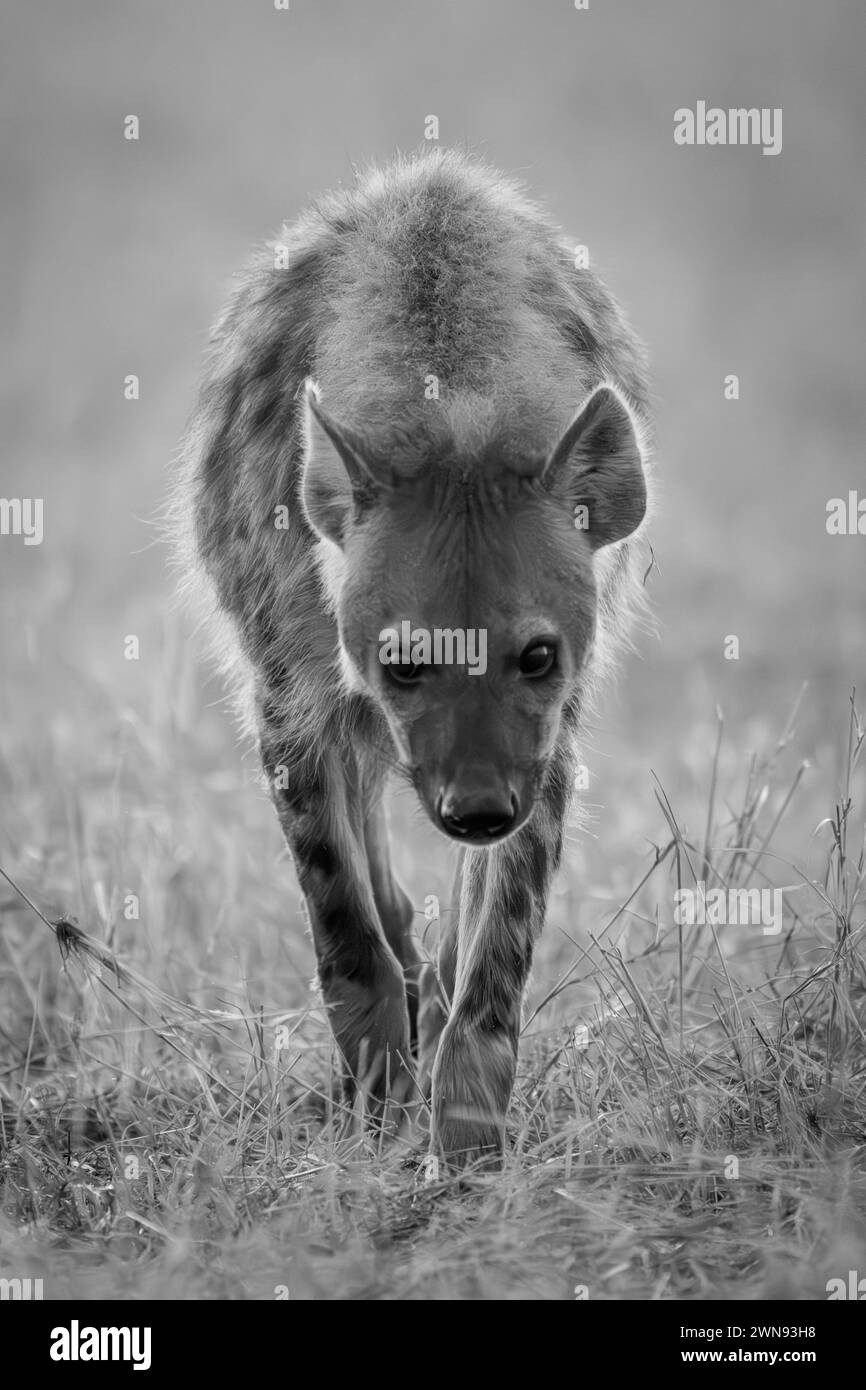 Mono hyena walks towards camera lowering head Stock Photo