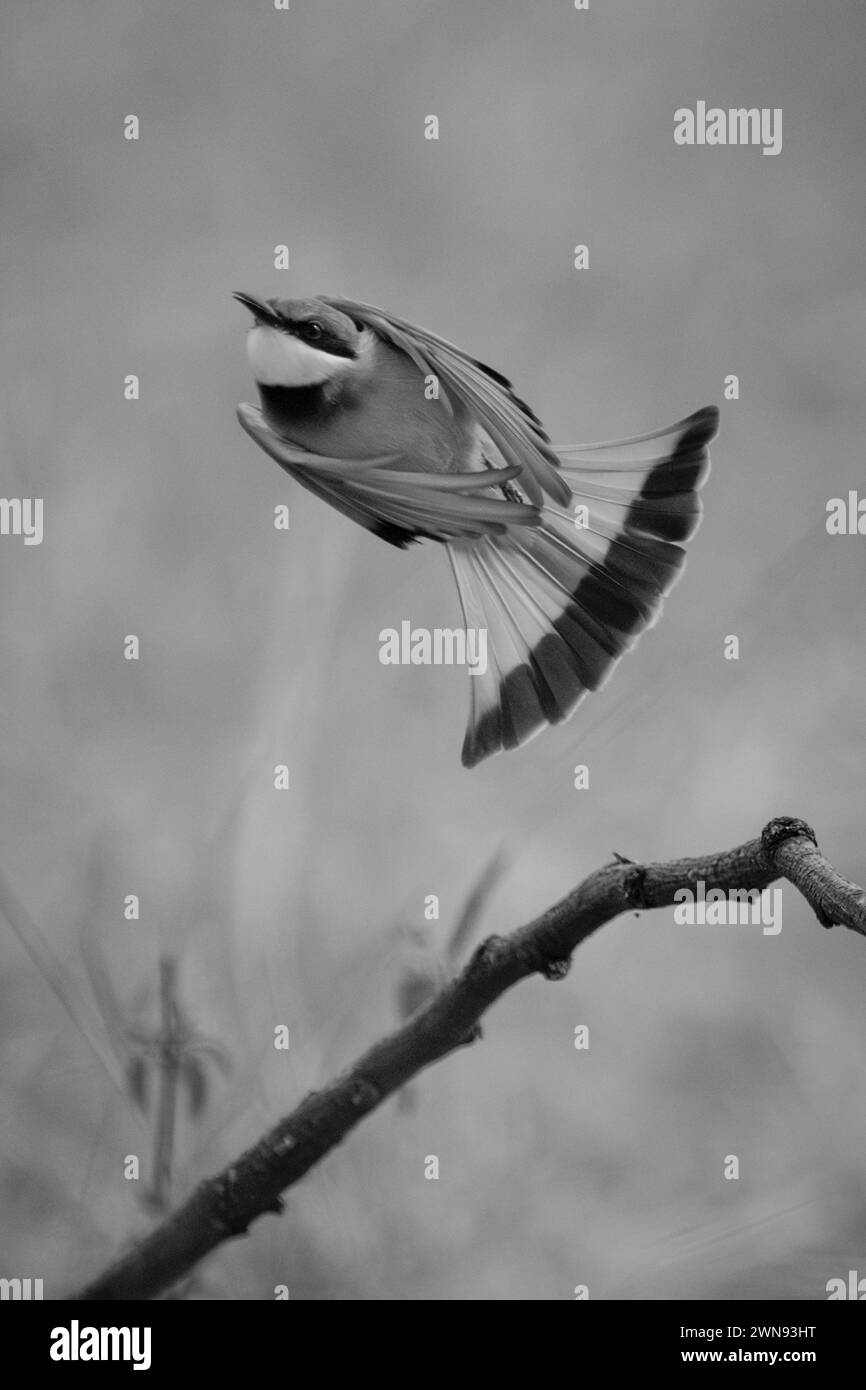 Mono little bee-eater taking off from twig Stock Photo