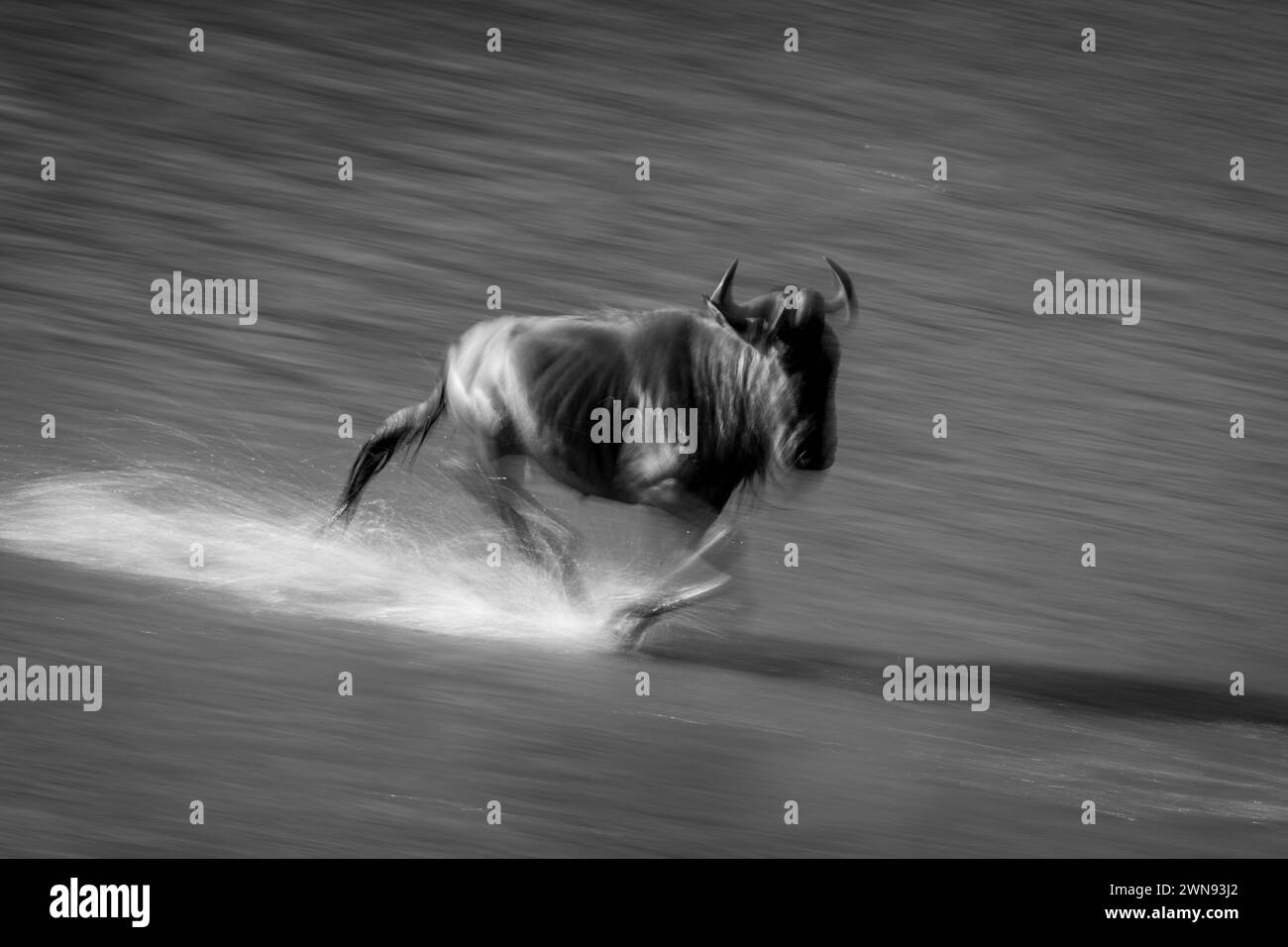 Mono slow pan of wildebeest crossing waterway Stock Photo