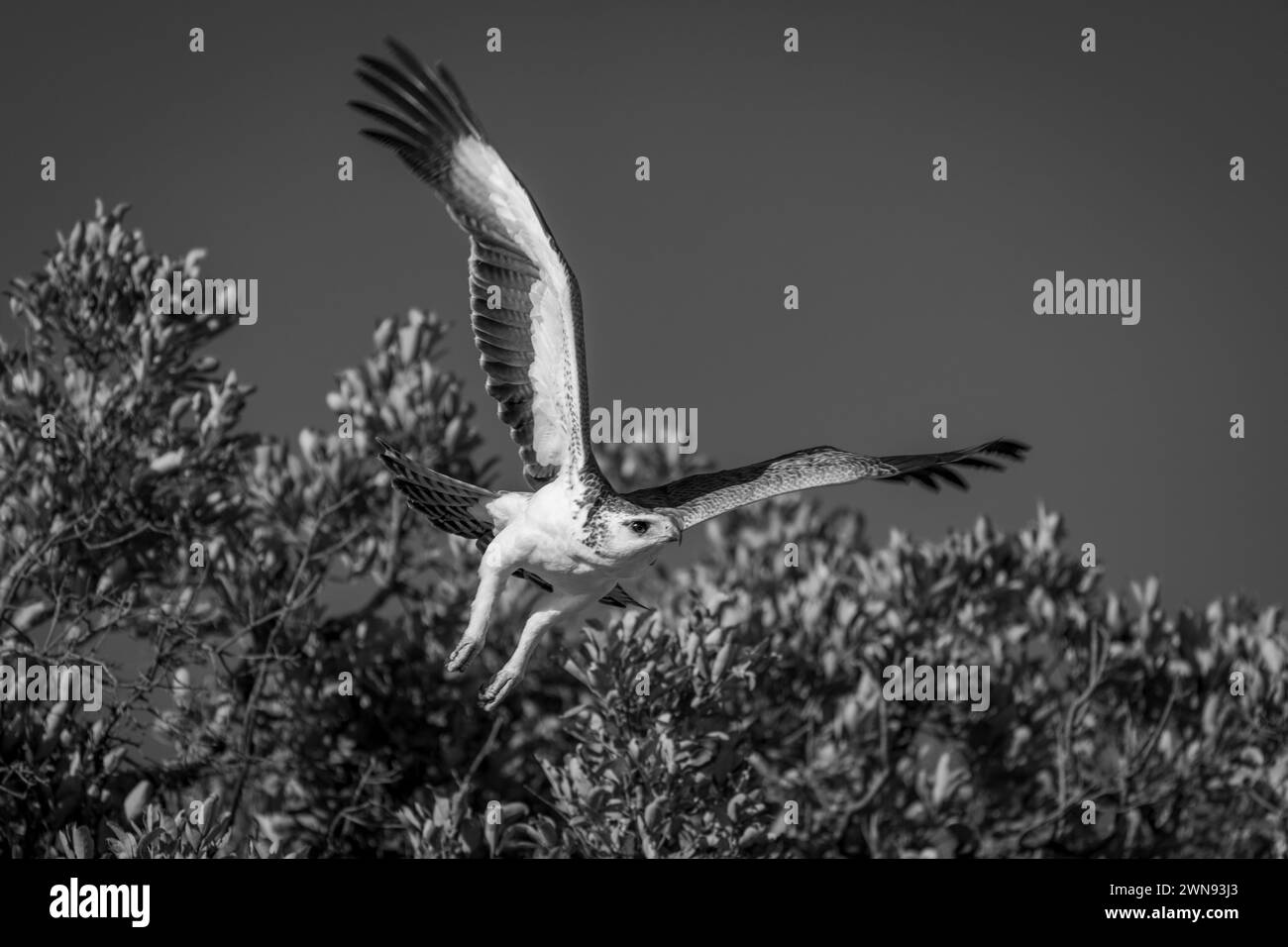 Mono martial eagle taking off from bush Stock Photo