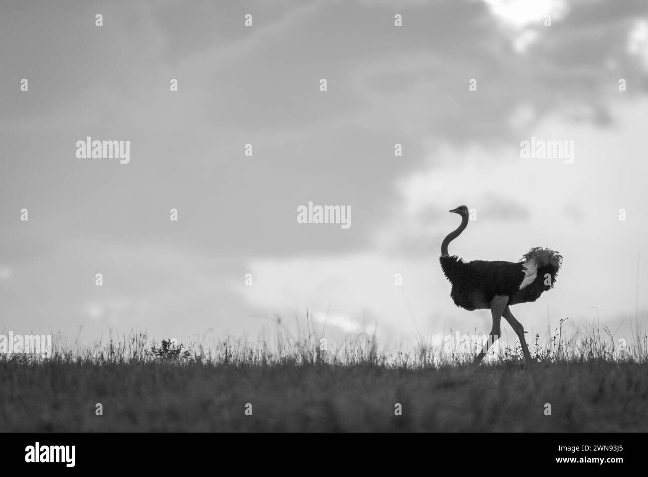 Mono male ostrich crosses horizon at dawn Stock Photo